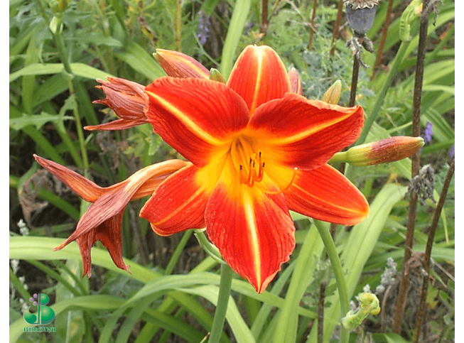 Hemerocallis   'Holiday Mood'